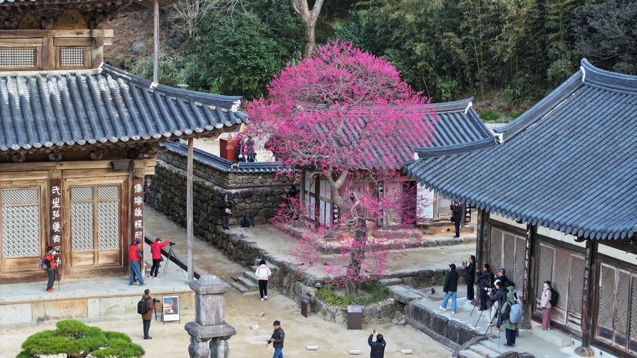 화엄사의 명물 홍매화. 매년 봄철이면 수십만 명이 찾는다. [사진 화엄사]