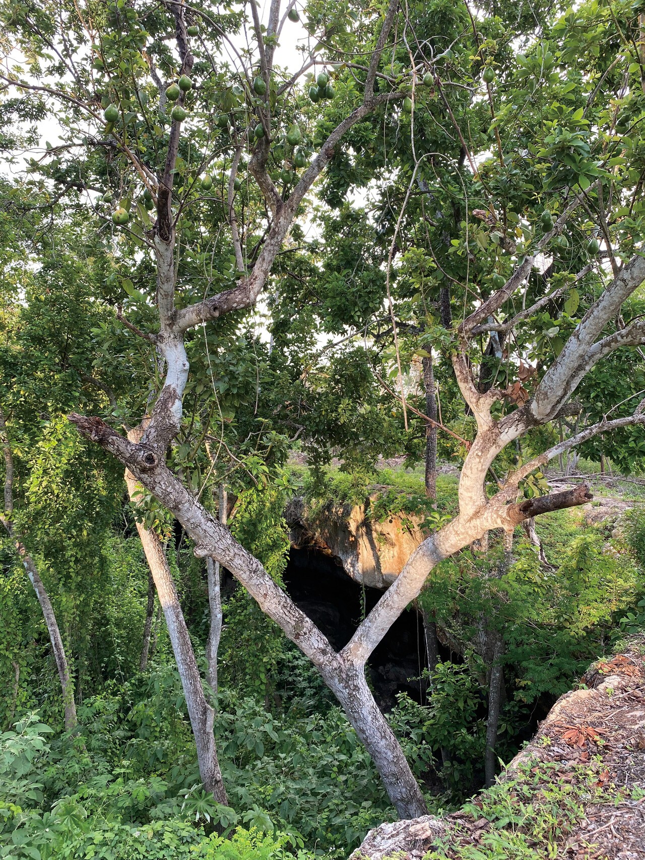 이름 없는 동굴의 입구. 이런 곳에 생각지도 못한 마야의 흔적이 숨어 있다.