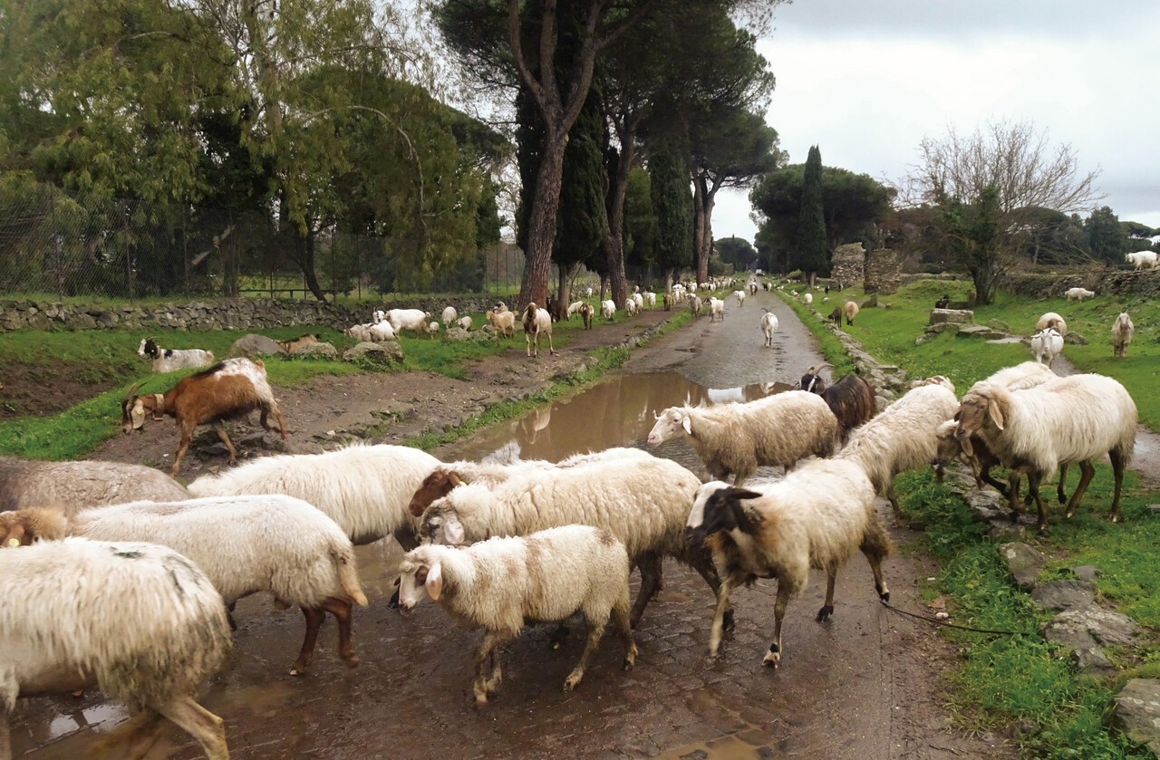 아피아는 전쟁·정보·종교만이 아닌, 양과 염소의 소통로이기도 하다. 로마 시내에서 만나는 19세기 풍경이다.
