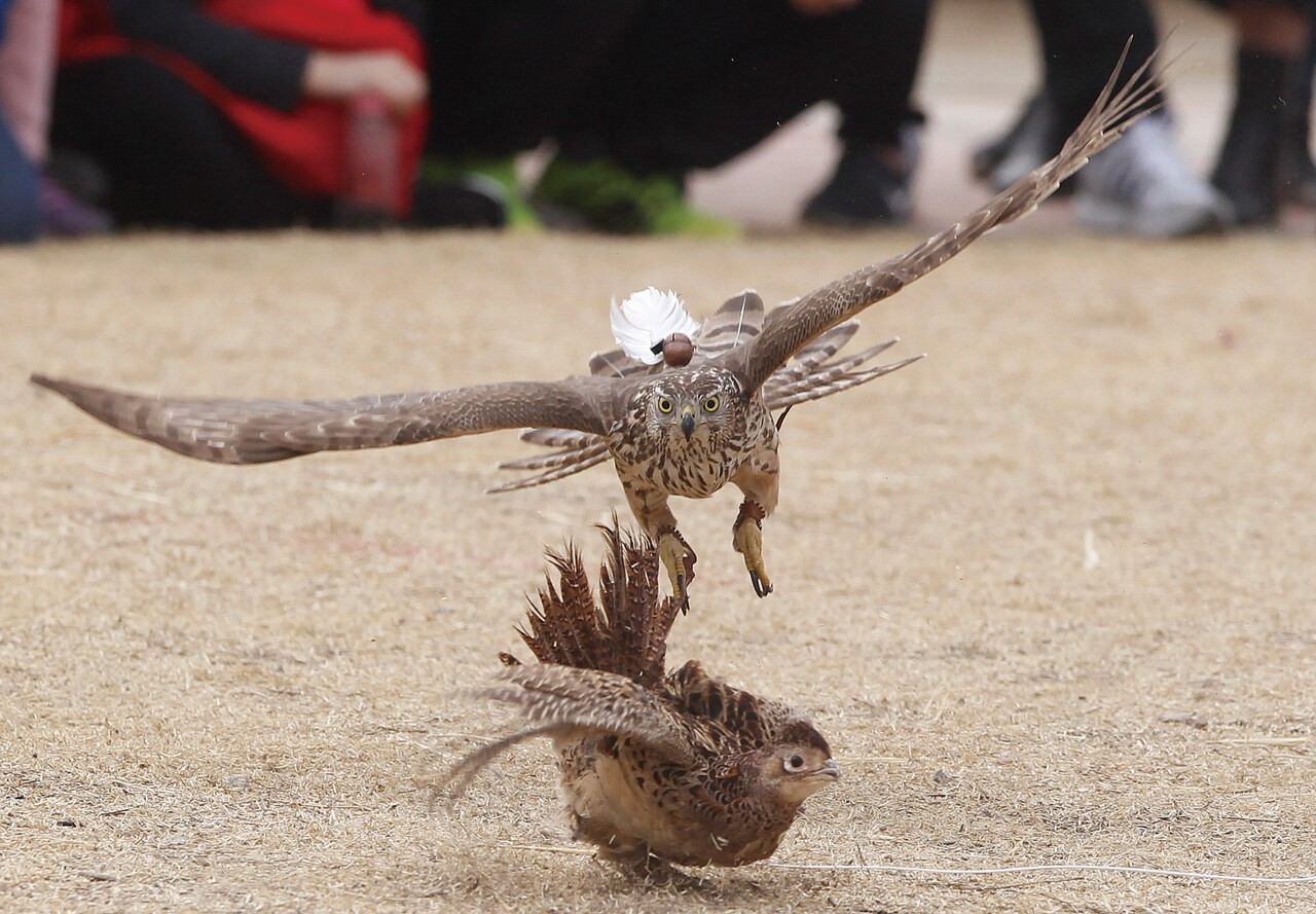 2017년 3월 12일 경북 청도군 이서면 청도박물관 야외마당에서 열린 전통 매 사냥 시연회. 시연을 준비한 한국 매사냥협회가 꿩을 날리자 매가 쏜살같이 날아가 꿩을 사냥하고 있다. [중앙포토]