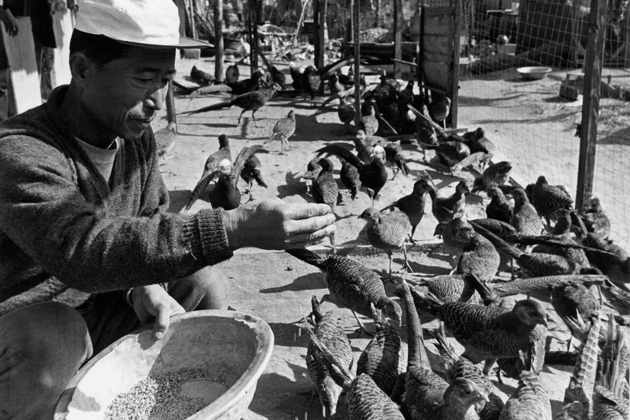 1960년대 꿩 사육장. [중앙포토]